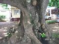 Mauritius 2004 025